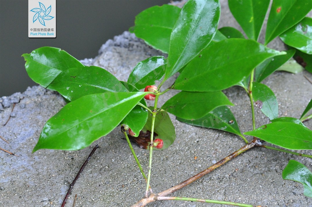 Hồi